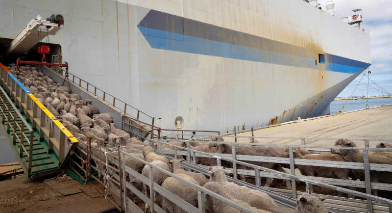 Navios da VERGONHA: chegada de animais do Oriente Médio a Londres provoca protestos sobre a exportação de gado