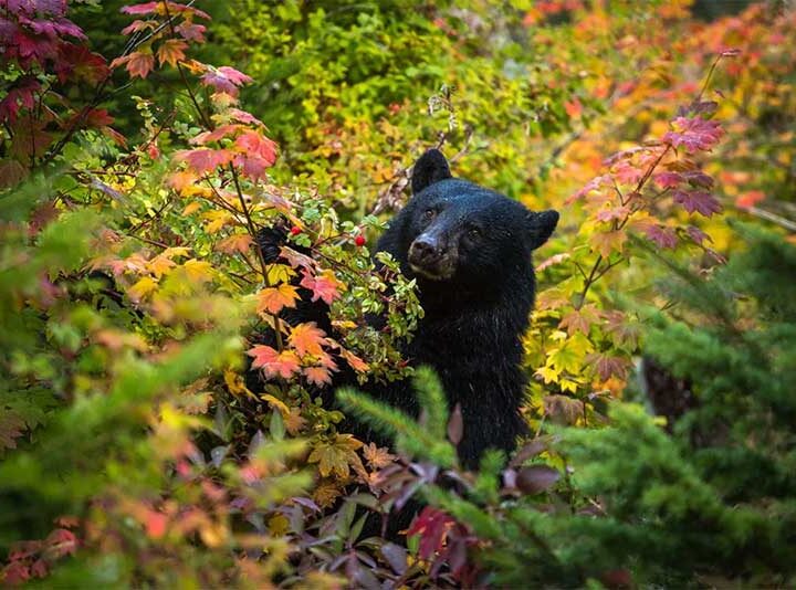 Vergonhoso! Japão adiciona ursos na lista de animais sujeitos ao abate subsidiado