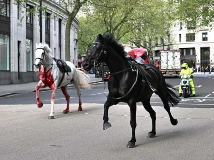 Omissão de cautela? Cavalos militares fogem e deixam feridos no centro de Londres