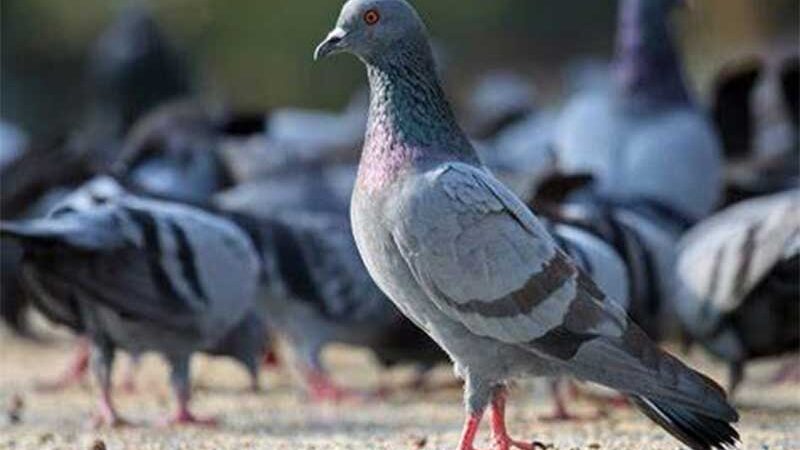 Município é condenado a fazer controle de pombos no perímetro urbano