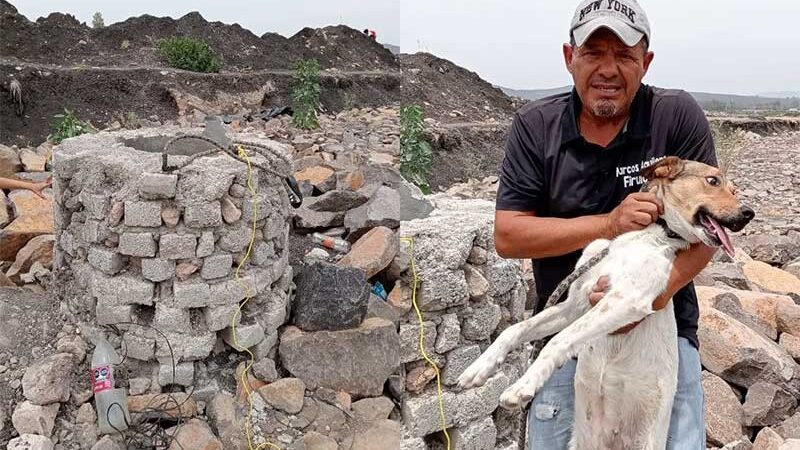 Adolescentes torturam e jogam uma cachorra dentro de um poço no México; ativista a resgata