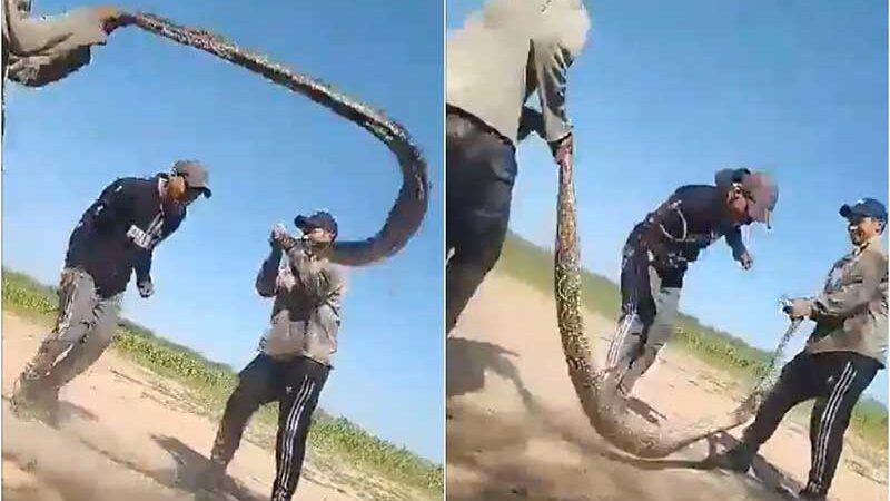 Jovens usam uma jibóia gigante como corda de pular e provocam indignação nas redes sociais mexicanas