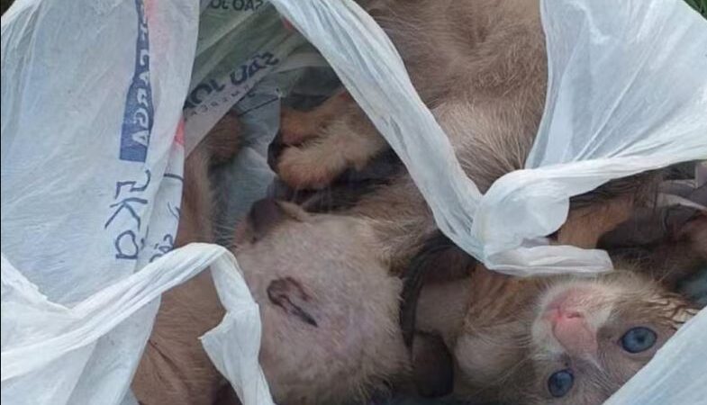 Filhotes de gato são colocados em sacola e jogados vivos em lixeira; Polícia investiga o caso em MG