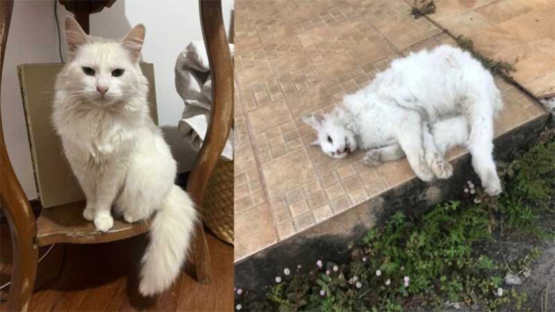 Itabirito (MG): gata é morta com tiro de chumbinho no bairro Novo Santa Efigênia