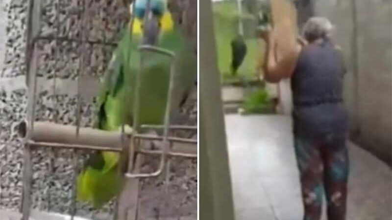 MG: idosa flagrada maltratando papagaio revela motivo das agressões