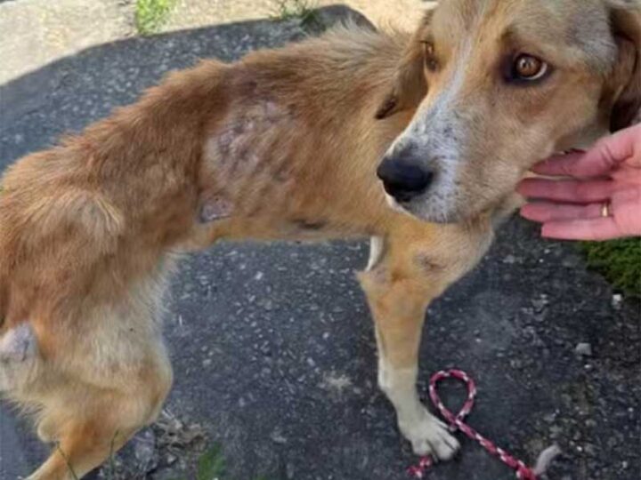 Cão faminto e abandonado é levado a clínica veterinária após traficantes tentarem impedir resgate em Juiz de Fora, MG