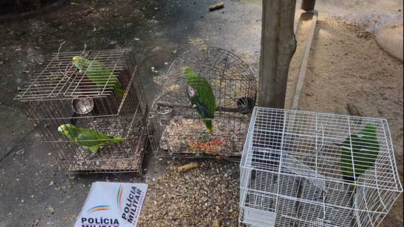 Homem é multado em quase R$ 60 mil por maus-tratos a papagaios em cativeiro ilegal em Uberlândia, MG