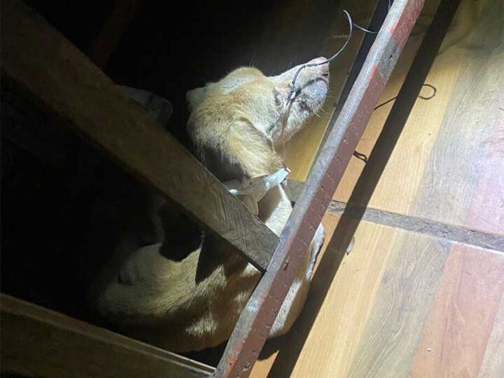 Polícia resgata cão que estava ‘só pele e osso’ e idosa é presa em Anastácio, MS