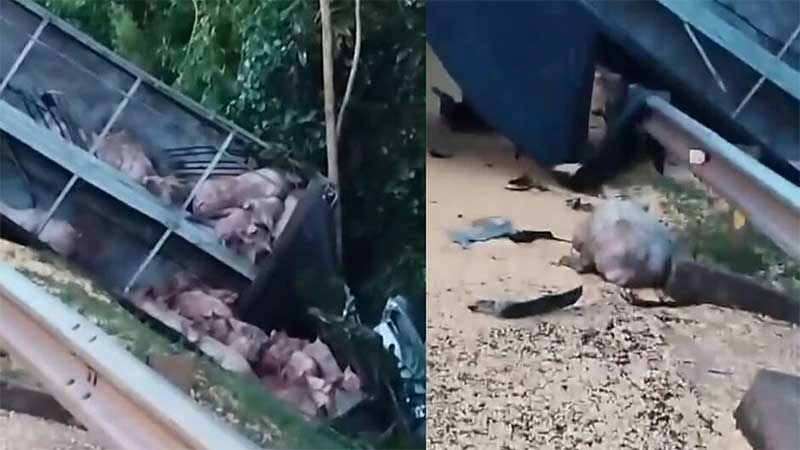 Porcos ficaram gritando em acidente onde 5 morreram na BR-163; vídeo