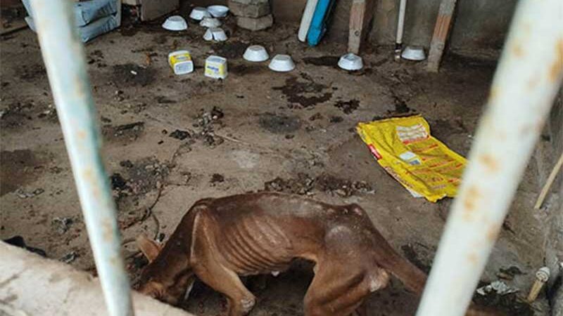 Polícia Civil resgata seis cachorros em situação de maus-tratos em Corumbá (MS) e indicia o autor