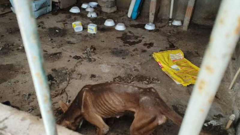 Polícia resgata 6 animais em condições insalubres e prende um tutor em ação do Abril Laranja, em Corumbá, MS