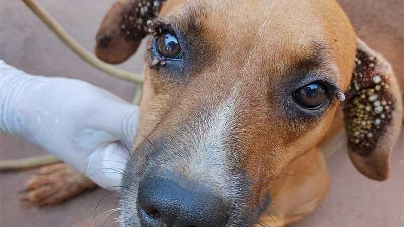 CCZ resgata cães infestados de carrapatos em Nova Andradina, MS