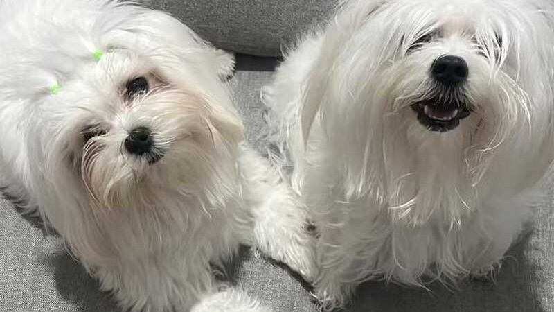 Cachorros morrem sufocados após pet shop esquecê-los em carro em MT