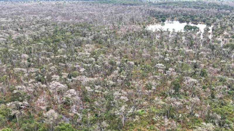 MP recorre de decisão que negou prisão a pecuarista que fez desmate químico no Pantanal