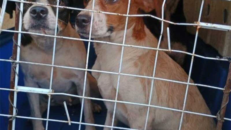 Três cães são resgatados de casa vazia sem comida e água em Várzea Grande, MT; um morreu