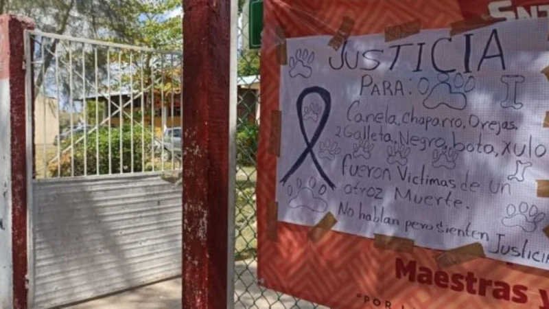 Diretora ordena o envenenamento de 7 cães em uma escola no México e é suspensa do cargo
