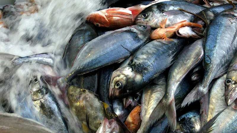 Defendendo os peixes contra os cruéis padrões duplos da humanidade