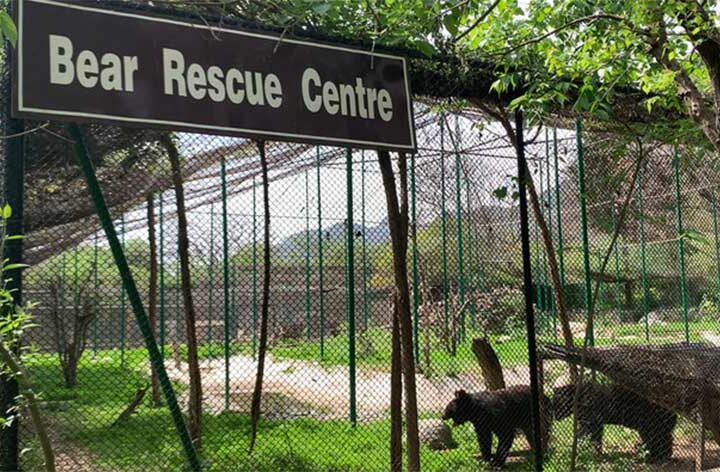 Ex-zoológico de Islamabad reabilita centenas de animais, incluindo ursos dançarinos salvos da crueldade