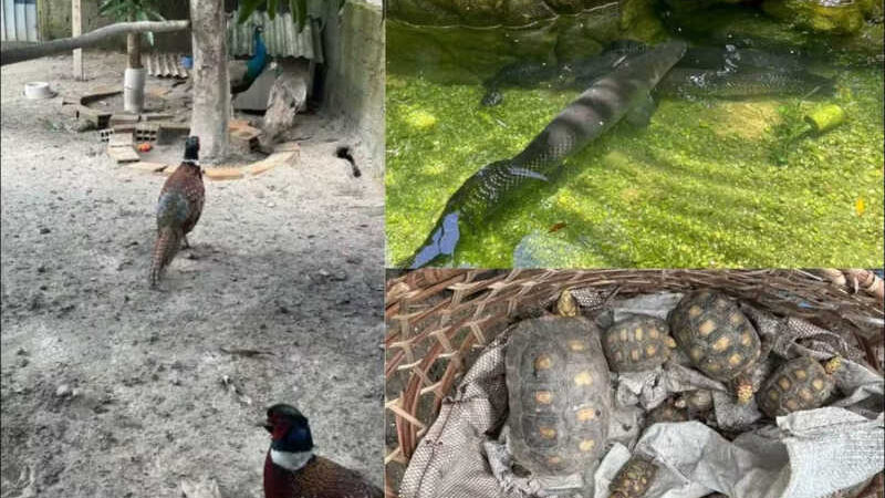 Zoológico clandestino: pavões e outros animais usados como atração turística em balneário são resgatados no Pará