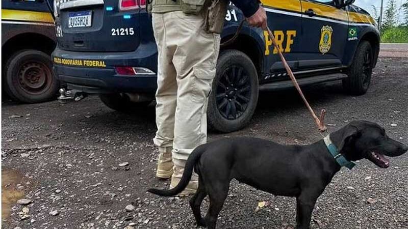 Homem é preso por transportar cachorro em carroceria de caminhão sob intenso calor em Altamira, PA