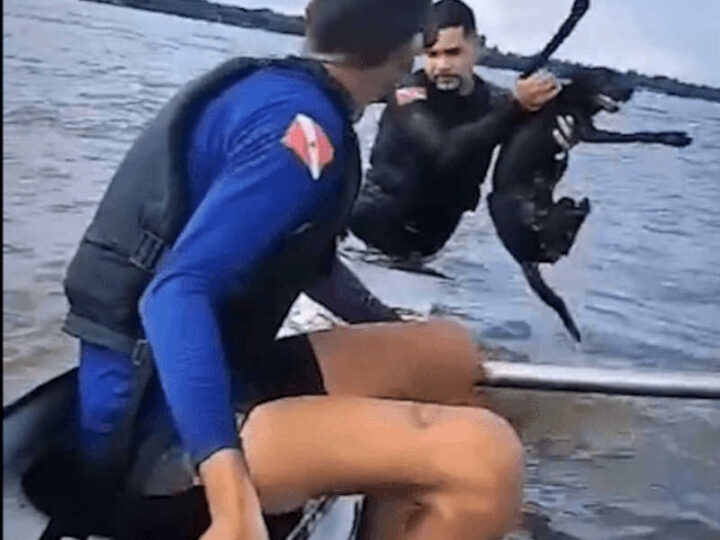 Canoístas resgatam cachorro durante travessia do rio Guamá, no Pará