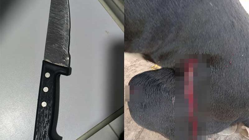 Homem esfaqueia cachorro após animal frustrar assalto e acordar tutor no Piauí
