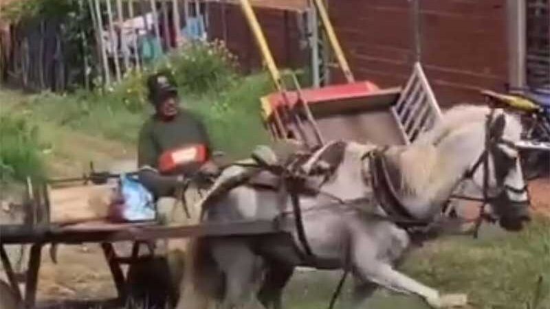 Vídeo revela sofrimento de cavalo em carroça em Teresina, PI