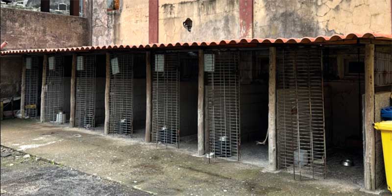 Um canil municipal vazio: o feito notável de uma associação de resgate animal madeirense