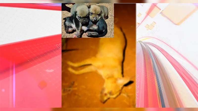 Vale do Ivaí: cadela é morta a tiros na região e crime revolta moradores: “Maldade”