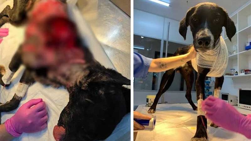 Cachorro é resgatado em Curitiba com queimadura grave; ONG pede ajuda