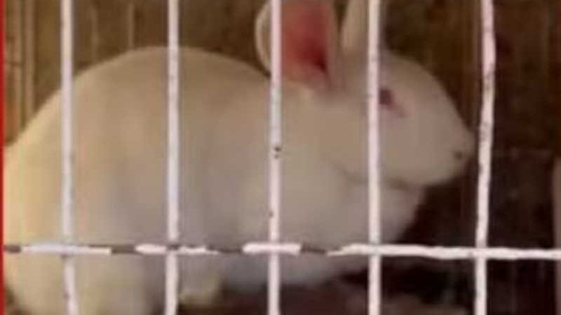 Polícia Civil e ONGs resgatam mais de 20 coelhos abandonados após a Páscoa; VÍDEO