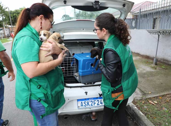 Seis cães são resgatados em operação contra maus-tratos a animais em Pinhais, PR