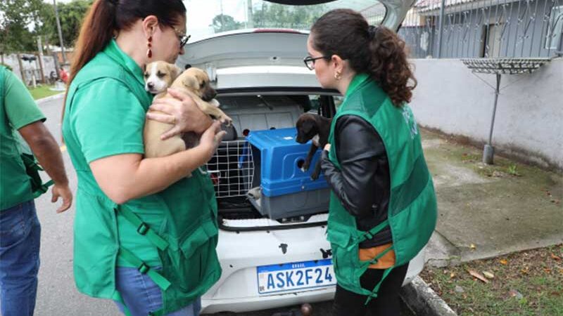 Seis cães são resgatados em operação contra maus-tratos a animais em Pinhais, PR