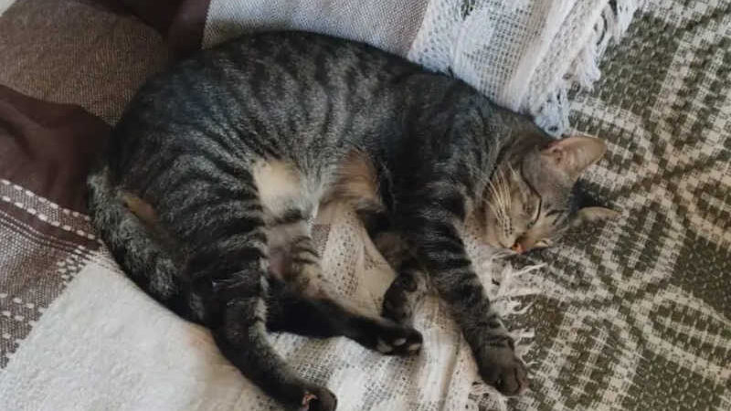 Morador tem gato envenenado em Umuarama, PR; animal agonizou por 30 minutos antes de morrer