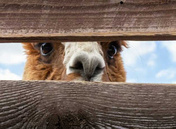 Tosquiadores peruanos de lã de alpaca vão a tribunal após investigação da PETA