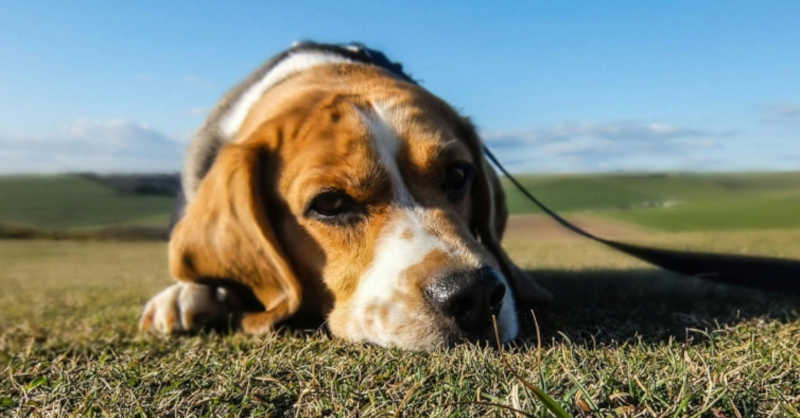 Portugal: Ministério Público devolve cães a tutor agressivo; associação da Madeira vai recorrer