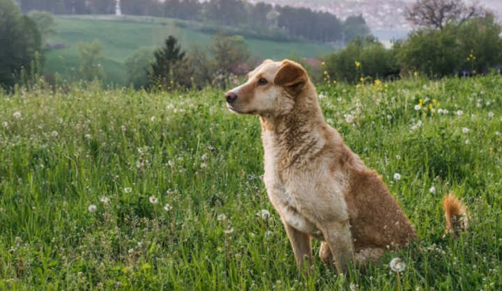 Portugal: associação em São Pedro do Sul quer criar um santuário para os cães de matilha