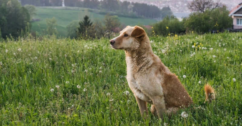Portugal: associação em São Pedro do Sul quer criar um santuário para os cães de matilha