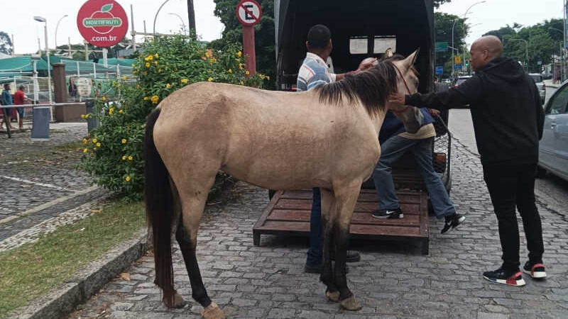 Cavalos sofrem durante galopes na Ilha do Governador, no Rio