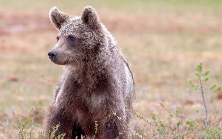 Na Romênia, idosa é mordida por urso após tentar tirar foto com o animal