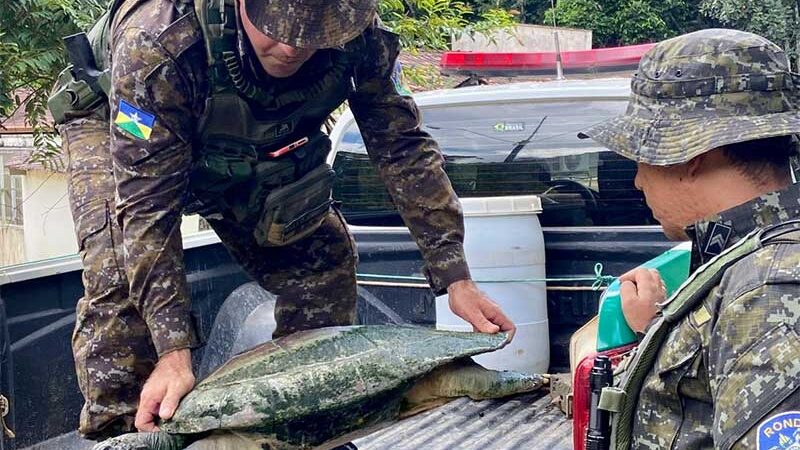 Moradora de Porto Velho (RO) fez a entrega voluntária de uma tartaruga ao batalhão de polícia ambiental