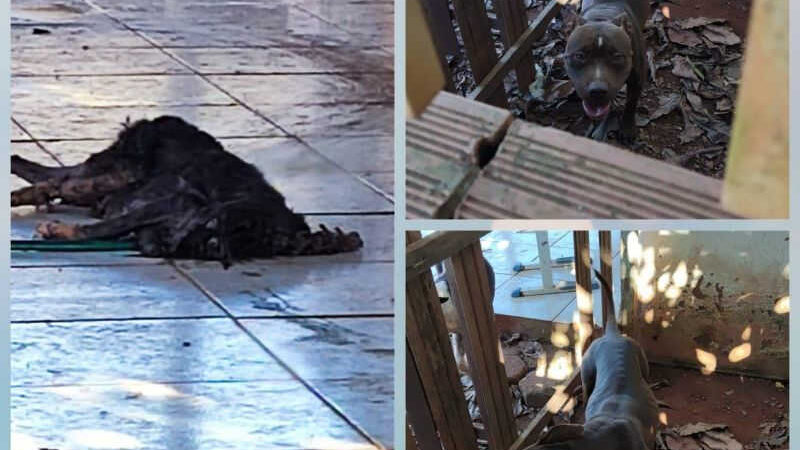 PM resgata cachorros em situação de abandono total e sofriam maus-tratos em Rolim de Moura, RO
