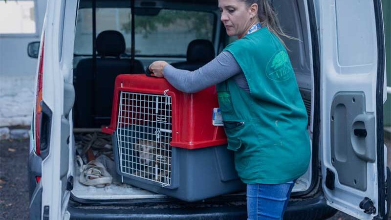 Bem-Estar Animal e Polícia Civil resgatam cachorros que sofriam maus-tratos em Canoas, RS