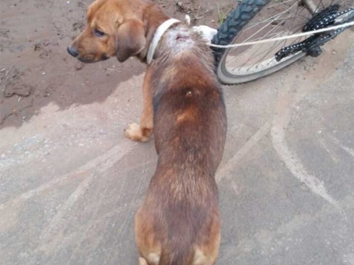 Homem é preso após arrastar cachorro com a pata quebrada em Estrela, RS