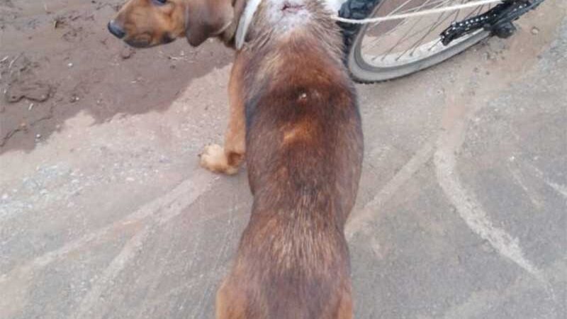 Homem é preso após arrastar cachorro com a pata quebrada em Estrela, RS