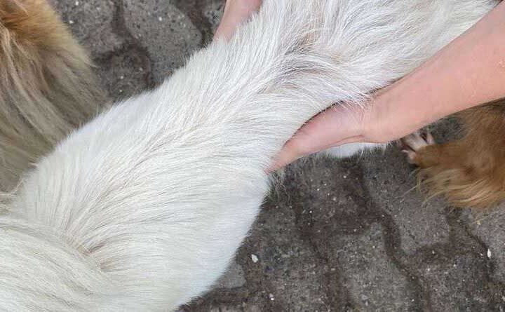 Maus-tratos a animais em Imbé (RS): cinco cães resgatados em ação conjunta