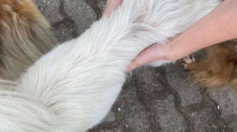 Maus-tratos a animais em Imbé (RS): cinco cães resgatados em ação conjunta