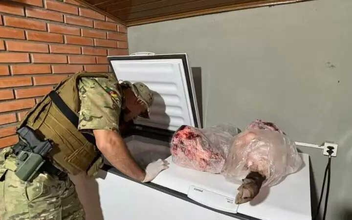 Grupo é detido por usar porcos vivos em treinamento de cães de caça na Região Metropolitana de Porto Alegre