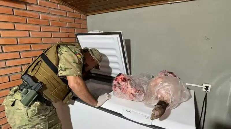 Grupo é detido por usar porcos vivos em treinamento de cães de caça na Região Metropolitana de Porto Alegre