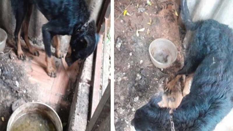 Maus-tratos: cão, extremamente magro, estava preso a uma corrente curta, num local muito sujo